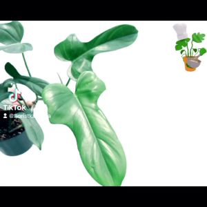 Tanaman Hias Daun Philodendron Violin Bipennifolium