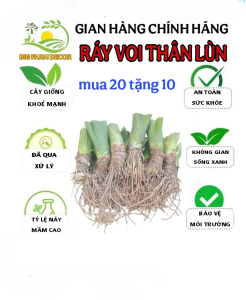 combo 20 cây ráy voi thân lùn giống