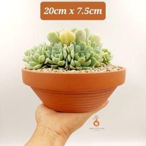 Chậu đất nung chậu sen đá - Thau 2075 miệng chậu 20cm chiều cao 7.5cm