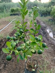 Bibit Jeruk Santang Madu Asli