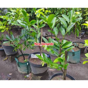 Bibit Black Sapote Unggul