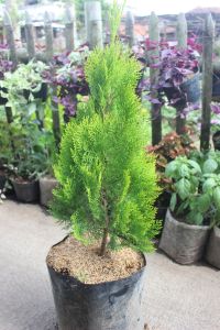 Tanaman Hias untuk Ruangan Besar: Cemara Kipas 60 cm