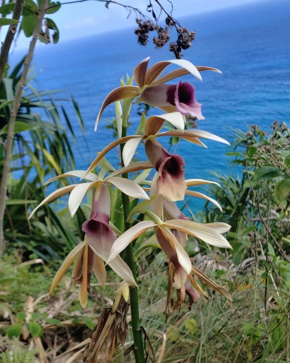 Anggrek%20dewasa%20siap%20berbunga%20Murah%20phaius%20tankervilleae%20gratis%20ongkir%20-%20Image%203