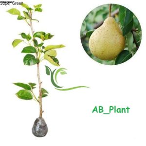 Bibit buah pir cangkok terbaik