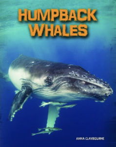 INFOSEARCH LIVING IN THE WILD : HUMPBACK WHALES BY DKTODAY