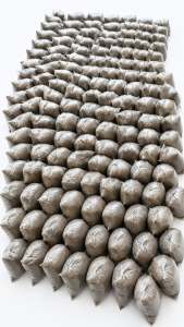 binhi ng kabuteng saging seeds