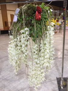 กล้วยไม้โอโน่เผือกดอกสีขาวหอมสุดๆ ฤดูดอกกุมภาพันธ์