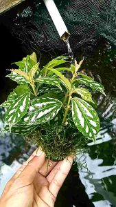 Tanaman air akuarium mutiara batik ples mos weving Tanaman aquascape