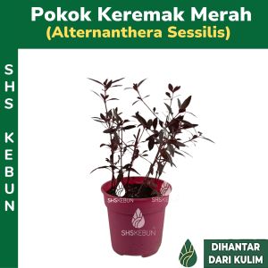 Keremak Merah Red Carpet Weed Joyweed Sessile Ceylon Spinach Herba Ulam ulaman Live Plant 红田乌 / 红田烏SHS Kebun