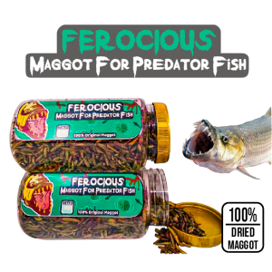 Makanan Pakan Ikan Predator Ferocious Maggot BSF Channa Arapaima Oscar Datnoid Peacock Bass IKANESIA