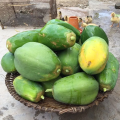 50 Seeds Sweet Cream Papaya Seeds Bonsai Papaya Seeds for Planting Vegetable Plants Dwarf Papaya Seeds Heirloom Variety Red Baby Papaya Plant Seed Papaya Fruit Seeds Papaya Tree Seeds Bonsai Tree Live Plant Dwarf Fruit Trees Seedlings Vegetable Plants. 