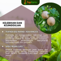 Obat Hama Tanaman Kakao / Obat Semprot Kakao / Obat Fungisida Tanaman Kakao / Obat Buah Kakao / Obat Hama Kakao / Pestisida Tanaman Pohon Kakao. 