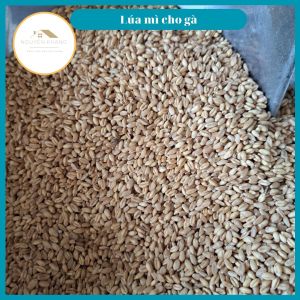 Lúa Mì Túi 1kg Dinh Dưỡng Cao Cho Gà Đá Hamster Vịt Chim - Không Bụi Sạch Sẽ