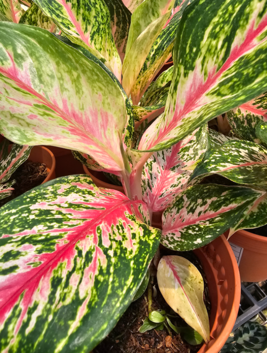 burgundy princess philodendron Philodendron 'Pink Princess' | Indoor Plant | Tropical Plant | Potted Plant