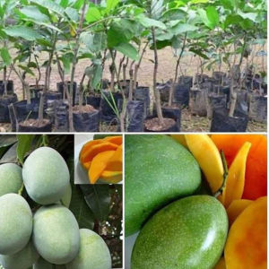 Bibit Tanaman Mangga Manalagi atau Mangga Lali Jiwo Super