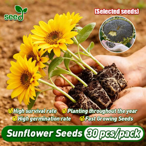 [Selected Seeds] 30pcs/pack Bonsai Sunflower Seeds for Planting and Gardening (Fast Growing Seed) Edible Sunflower Flower Seeds Indoor Sunflower Flowers Potted Seeds Ornamental Edible Sunflower Flowering Plant Seeds for Garden Decor Easy Grow Philippines
