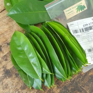 Fresh Guyabano / Soursop Leaves (Freshly pick upon order) 25pcs / 50pcs / 100pcs
