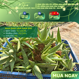 [NHA ĐAM SÂM] Cây giống Nha Đam Sâm Nam Phi Maculata - Mr.Tấn điều đặc biệt lá ăn được trực tiếp cả vỏ vị giòn ngọt thanh mát | PL_01-05TB