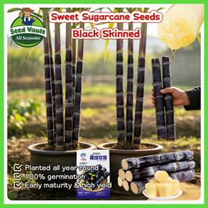 100% Legit High Germination 100pcs Long Stem Black Skinned Sugarcane Seeds for Planting Fruit Tree Black Sugarcane Seeds for Sale Balcony Sweet Sugarcane Seeds Fresh Sugarcane Seedlings Bonsai Sugarcane Plant Seeds for Garden Indoor Outdoor Planting