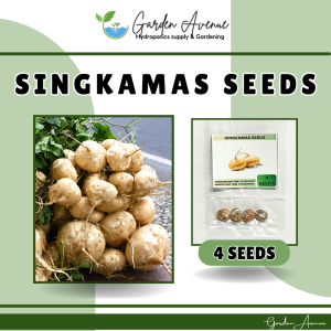 SULIT PACK! SINGKAMAS / TURNIP SEEDS (4 PCS SEEDS) - HYBRID/EASY TO GROW/EASY TO PLANT/FOR GARDEN/FOR FARMING