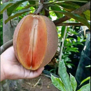 Bibit Buah Sawo Jumbo: Pohon Berbuah Tinggi & Manis