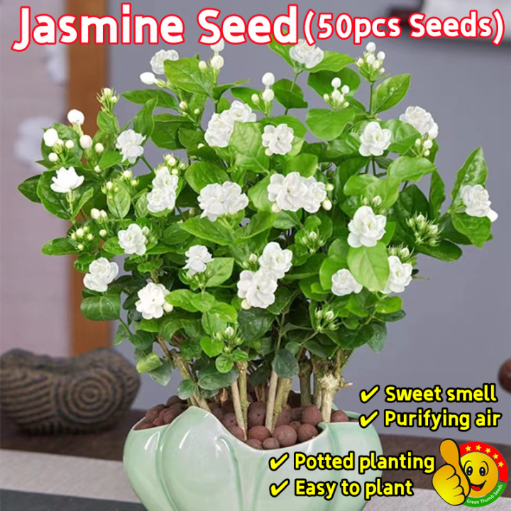 100% Original 50pcs Seeds White Jasmine Seeds Sale 茉莉花种子 Biji Benih ...