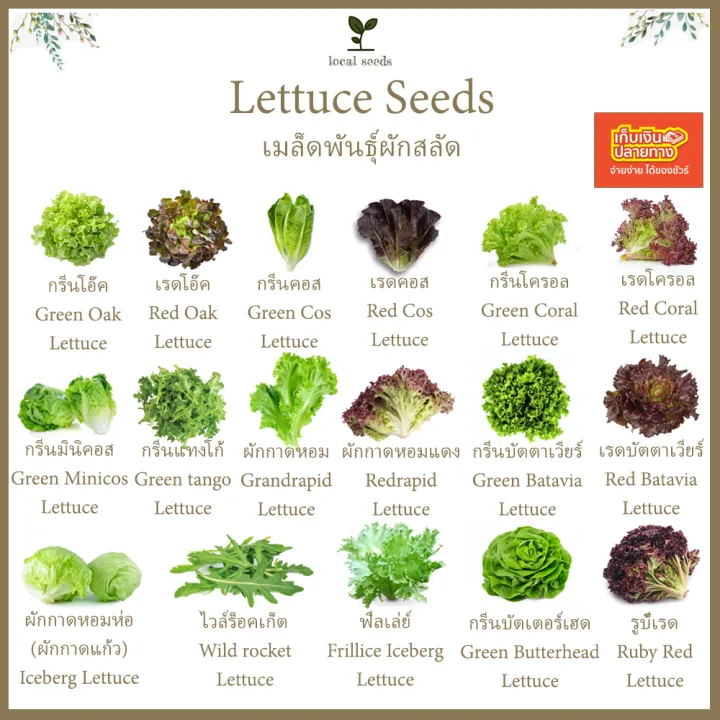 เมล็ดผักสลัด คะน้าเคล 10แถม1 งอกดี มีคู่มือปลูก