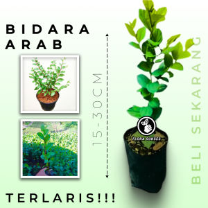 Bibit Bidara Arab Pohon Bidara Daun Bidara Untuk Ruqyah