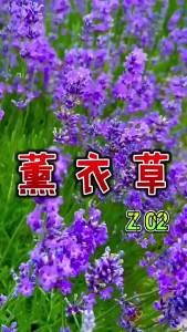 Lavender narrowleaf Provence flower four-season garden mosquito-repellent herb balcony potted plant