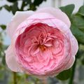 Treeno.9 T350 Mon Coeur Rose (กุหลาบ มองเคอร์)​ ดอกกลิ่นหอม / ต้นใหญ่ ถุง 8 นิ้ว / สูง 60-70 ซม. / ไม้ประดับ ไม้ดอก (ต้นไม้). 