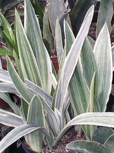 Snake Plant Sansevieria metallica Siam Silver Indoor Plants Seeds - Lazada  | Lazada PH