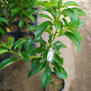 Bibit Alpukat Tinggi 1 Meter Rimbun Cepat Berbuah