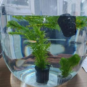16lots Fish Tanks Holders Slotted Meshes Wide Lip Net Pot Bucket for Various Aquariums Environment