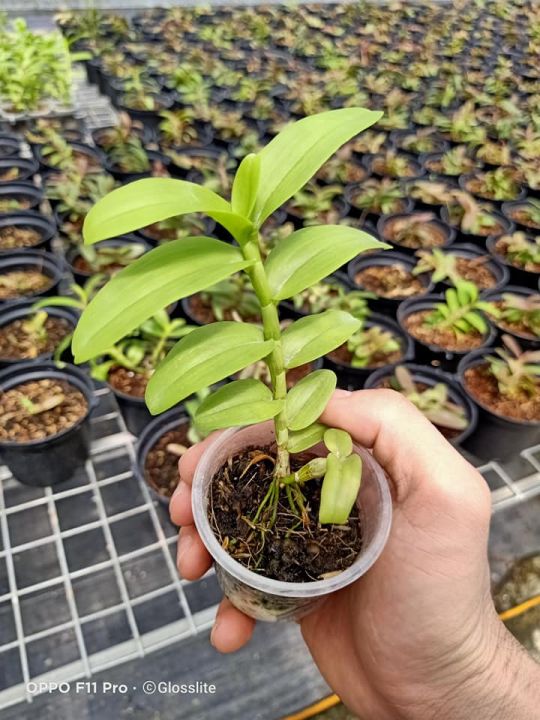 Hoa%20lan%205%20c%C3%A1nh%20tr%E1%BA%AFng%20Ph%C3%BA%20Th%E1%BB%8D%20-%20Image%209