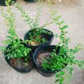 Cây Sơn Liễu - cây cảnh sân vườn. 