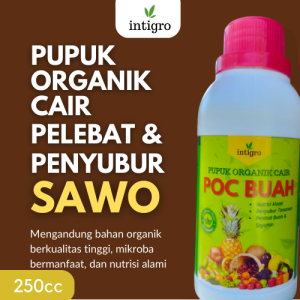Pupuk Booster Perangsang Pelebat Buah Sawo / Pupuk Pembesar Buah Sawo / Pupuk Penyubur Buah Sawo