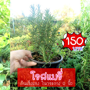 S8 สมุนไพรกลิ่นหอม โรสแมรี่ต้นโต แข็งแรงพร้อมปลูก ราคาประหยัด