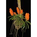 anggrek Vanda ascocentrum miniatum dewasa. 