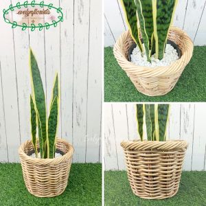 Pohon Artificial Pohon Hias Lidah Mertua Latex Variasi Warna Pot Dasar Cover Rotan Small Keranjang Dekorasi Ruang Tamu