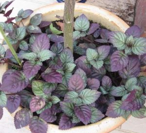 Bibit Daun Syaraf Herbal / Daun Saraf Ungu Murah