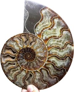 Natural Beautiful Ammonite Fossil Conch Specimen Collectibles Home Decor Gifts Ornament (5-6.5in/350g-500g)