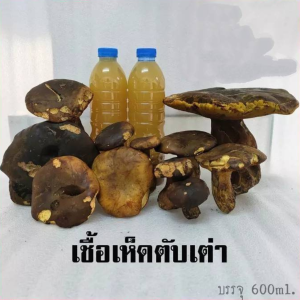เชื้อเห็ดตับเต่า เห็ดห่า เห็ดผึ้ง เข้มข้น เดินเชื้อดี ติดรากไว | สูตรเฉพาะ พร้อมส่ง | 600 ml