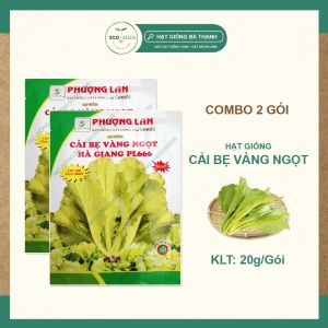 [EcoSeeds] Combo 2 Gói Hạt Giống Cải Bẹ Vàng Ngọt Hà Giang - Cao Sản Chịu Nhiệt Cây To Lá Đẹp - Gói 20g