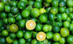 CÂY GIỐNG TẮC BÁNH XE TRÁI LỚN