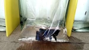 ปลากัดสายเหนือ p22..size1.1-1.6