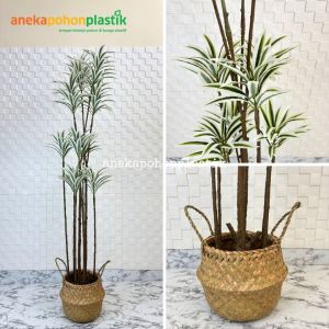 Pohon Artificial Tanaman Hias Song Of India T170 Variasi Warna Kuning & Putih Latex Cover Purun Belly Hiasan Dekorasi Ruangan Aesthetic