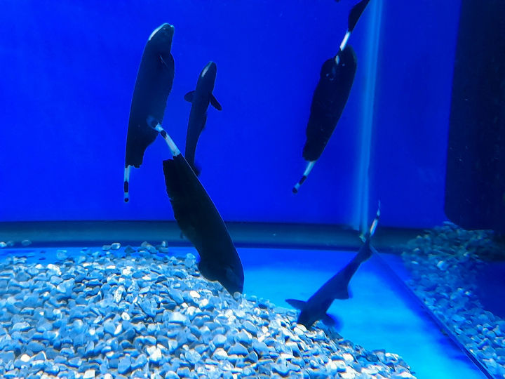 Black Ghost Knife fish 3-6+/- inch | Lazada