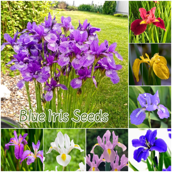 [Easy to grow in the Philippines] 70pcs Blue Iris Plant Seeds Bonsai
