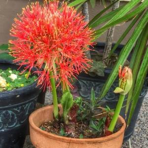 December Flower Seedling (Haemanthus multiflorus) - - Pokok Bunga Disember - दिसंबर फूल पौधा December Flower – Unique Firework Bloom Bright Red Spherical Flowers Easy to Grow Low-Maintenance Bulb Plant LIVE SEEDLING