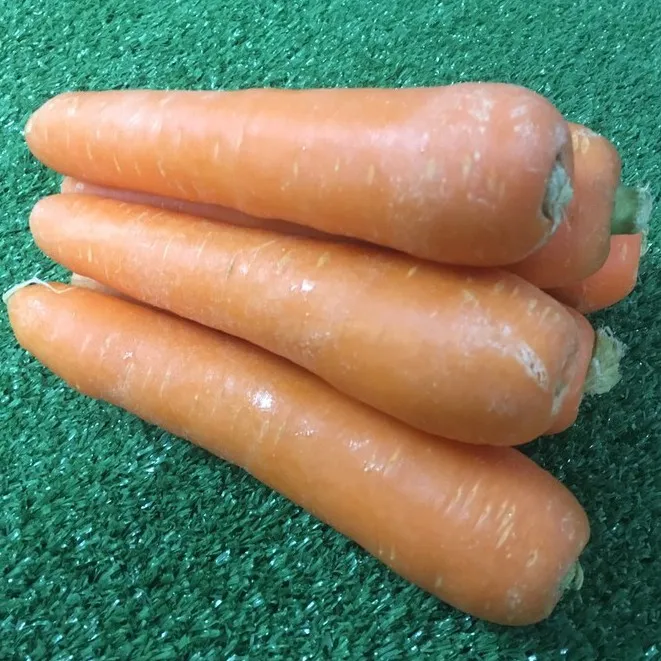 อาหารเสริมสำหรับเด็ก สดใหม่ จากสวน แครอท นอก/ออสเตรเลีย[Organic]  - มีใบรับรองปลอดสาร คั้นน้ำอร่อย แครอทนำเข้า แครอทนอก แครอทหวาน Carrot ราคาถูก ราคาส่ง